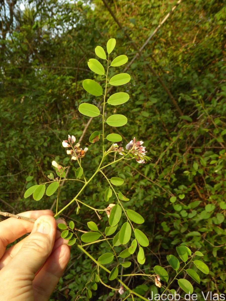 Dalbergia lanceolaria L.f.